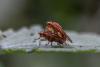 Suillia sp.
